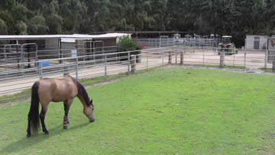 Horse Stable