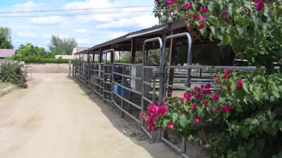 Horse Stable