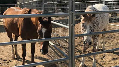 Horse Stable